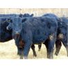 Image 3 : Leon Torkelson - 640# Heifers - 70 Head (Millicent, AB)