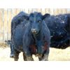 Image 5 : Leon Torkelson - 640# Heifers - 70 Head (Millicent, AB)