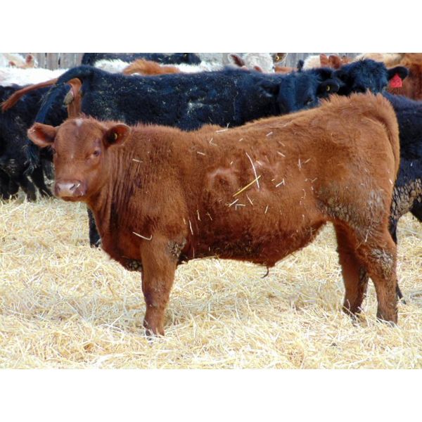 Kyle Torkelson - 625# Steers - 105 Head (Millicent, AB)