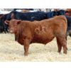 Image 1 : Kyle Torkelson - 625# Steers - 105 Head (Millicent, AB)