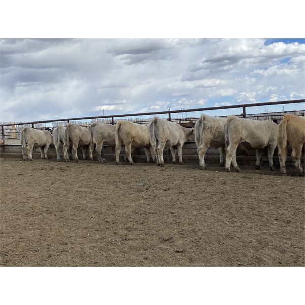 Lowe Ranches - 893# Steers - 68 Head (Nanton, AB)