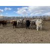 Image 5 : Lowe Ranches - 893# Steers - 68 Head (Nanton, AB)