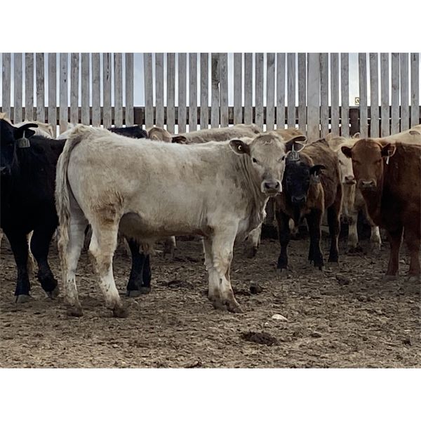 Lowe Ranches - 782# Steers - 47 Head (Nanton, AB)