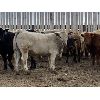 Image 1 : Lowe Ranches - 782# Steers - 47 Head (Nanton, AB)
