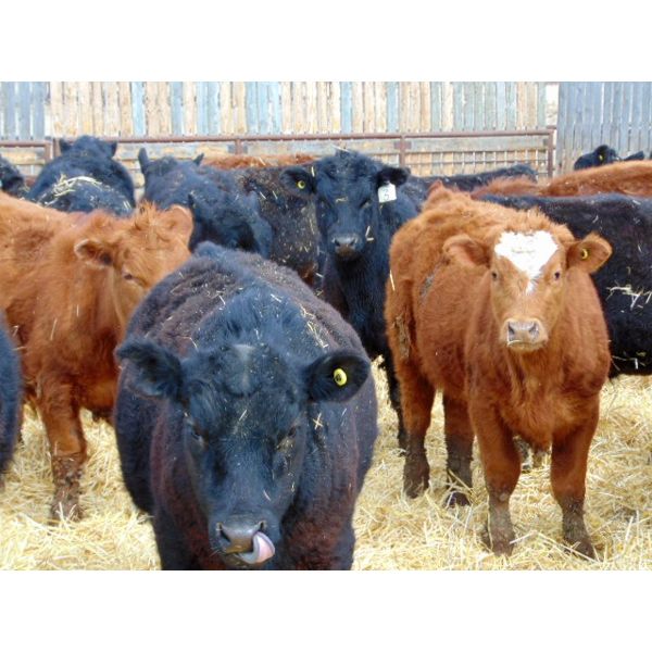 Leon Torkelson - 680# Steers - 92 Head (Millicent, AB)