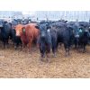Image 1 : Marsh Ranches Ltd. - 850# Heifers - 110 Head (Southey, SK)