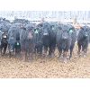 Image 2 : Marsh Ranches Ltd. - 850# Heifers - 110 Head (Southey, SK)