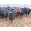 Image 3 : Marsh Ranches Ltd. - 850# Heifers - 110 Head (Southey, SK)