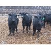 Image 4 : Marsh Ranches Ltd. - 850# Heifers - 110 Head (Southey, SK)
