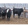 Image 5 : Marsh Ranches Ltd. - 850# Heifers - 110 Head (Southey, SK)