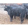 Image 6 : Marsh Ranches Ltd. - 850# Heifers - 110 Head (Southey, SK)