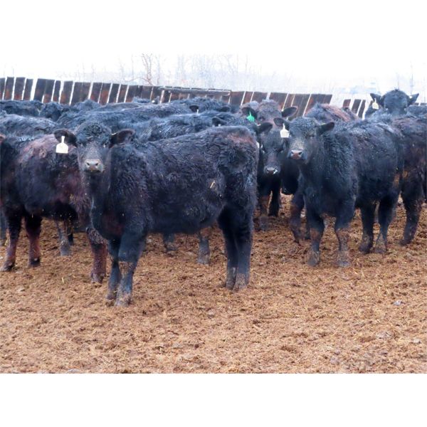 Marsh Ranches Ltd. - 700# Steers - 85 Head (Southey, SK)