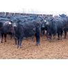 Image 1 : Marsh Ranches Ltd. - 700# Steers - 85 Head (Southey, SK)