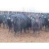 Image 2 : Marsh Ranches Ltd. - 700# Steers - 85 Head (Southey, SK)
