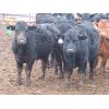 Image 3 : Marsh Ranches Ltd. - 700# Steers - 85 Head (Southey, SK)