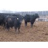 Image 4 : Marsh Ranches Ltd. - 700# Steers - 85 Head (Southey, SK)