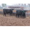 Image 5 : Marsh Ranches Ltd. - 700# Steers - 85 Head (Southey, SK)