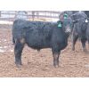 Image 6 : Marsh Ranches Ltd. - 700# Steers - 85 Head (Southey, SK)