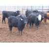 Image 7 : Marsh Ranches Ltd. - 700# Steers - 85 Head (Southey, SK)