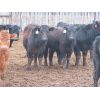 Image 8 : Marsh Ranches Ltd. - 700# Steers - 85 Head (Southey, SK)