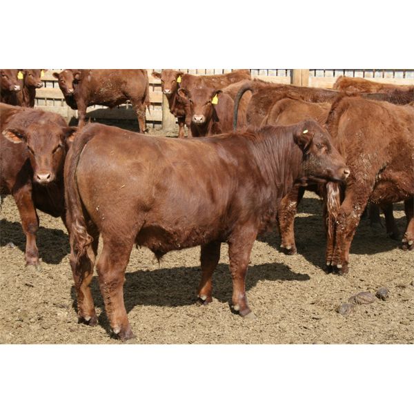Schapansky Farms - 840# Steers - 50 Head (Coaldale, AB)