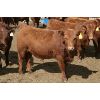 Image 2 : Schapansky Farms - 840# Steers - 50 Head (Coaldale, AB)