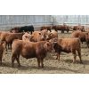 Image 3 : Schapansky Farms - 840# Steers - 50 Head (Coaldale, AB)