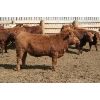 Image 4 : Schapansky Farms - 840# Steers - 50 Head (Coaldale, AB)