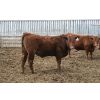 Image 5 : Schapansky Farms - 840# Steers - 50 Head (Coaldale, AB)