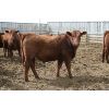 Image 6 : Schapansky Farms - 840# Steers - 50 Head (Coaldale, AB)