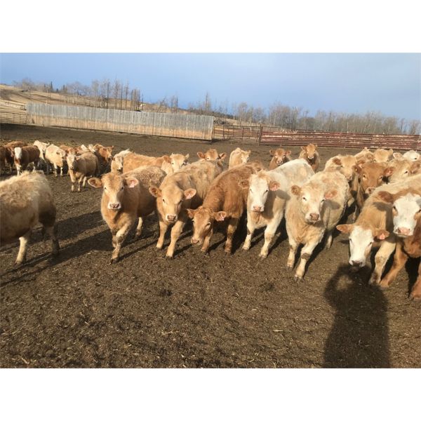 Harry & Lyle Wiancko - 926# Heifers - 68 Head (Ponoka, AB)