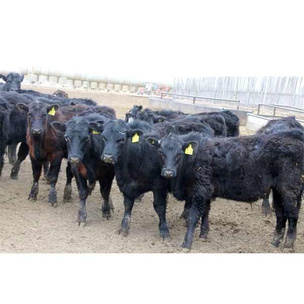 Fairhill Ranch Ltd. - 765# Steers - 71 Head (Cantuar, SK)
