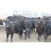 Image 2 : Fairhill Ranch Ltd. - 765# Steers - 71 Head (Cantuar, SK)