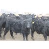 Image 3 : Fairhill Ranch Ltd. - 765# Steers - 71 Head (Cantuar, SK)