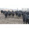 Image 4 : Fairhill Ranch Ltd. - 765# Steers - 71 Head (Cantuar, SK)