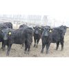 Image 5 : Fairhill Ranch Ltd. - 765# Steers - 71 Head (Cantuar, SK)