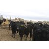 Image 6 : Fairhill Ranch Ltd. - 765# Steers - 71 Head (Cantuar, SK)
