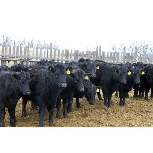 Fairhill Ranch Ltd. - 670# Heifers - 30 Head (Cantuar, SK)