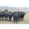 Image 2 : Fairhill Ranch Ltd. - 670# Heifers - 30 Head (Cantuar, SK)