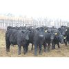 Image 3 : Fairhill Ranch Ltd. - 670# Heifers - 30 Head (Cantuar, SK)