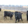 Image 4 : Fairhill Ranch Ltd. - 670# Heifers - 30 Head (Cantuar, SK)