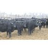 Image 5 : Fairhill Ranch Ltd. - 670# Heifers - 30 Head (Cantuar, SK)
