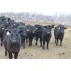 Image 6 : Fairhill Ranch Ltd. - 670# Heifers - 30 Head (Cantuar, SK)
