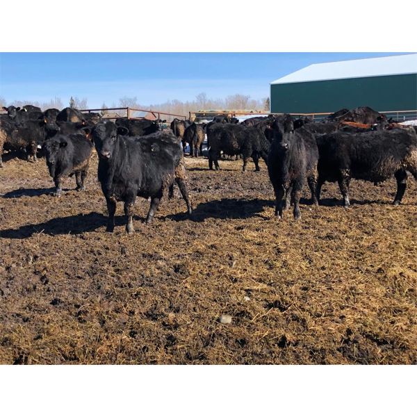 BN Ranch - 750# Steers - 170 Head (Boyle, AB)