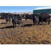 Image 1 : BN Ranch - 750# Steers - 170 Head (Boyle, AB)