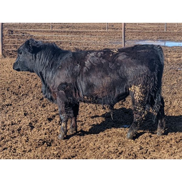 Spruceville Cattle Co. - 900# Steers - 45 Head (Castor, AB)