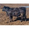 Image 1 : Spruceville Cattle Co. - 900# Steers - 45 Head (Castor, AB)