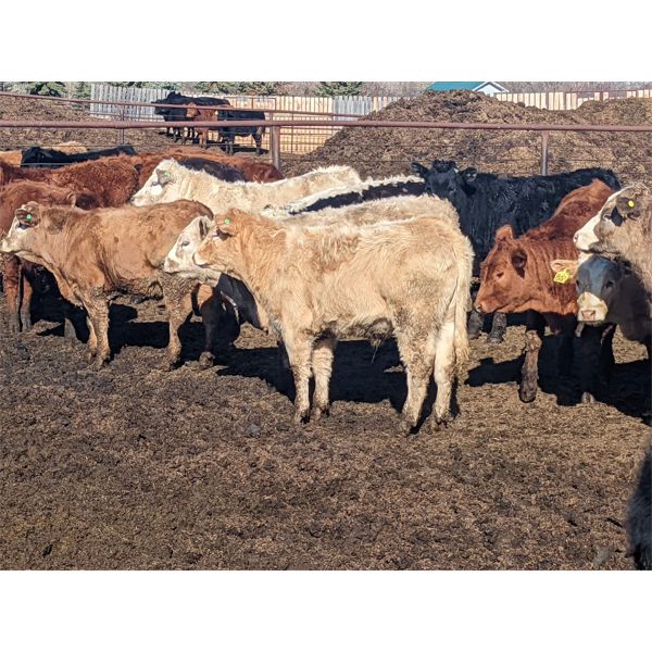 Spruceville Cattle Co. - 775# Steers - 115 Head (Castor, AB)