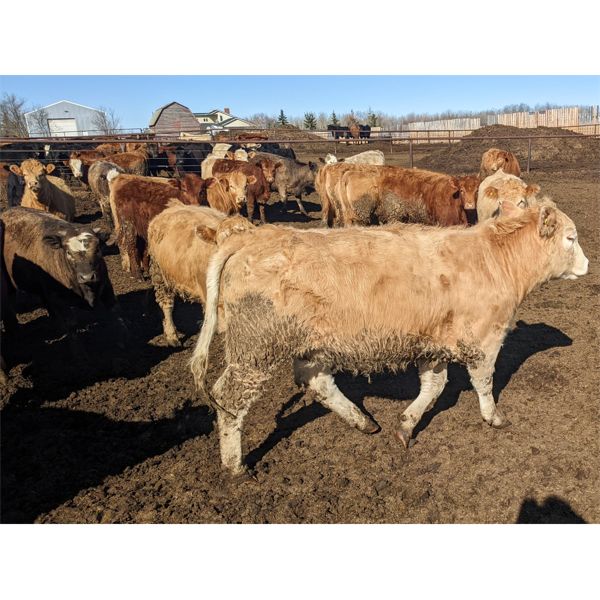 Spruceville Cattle Co. - 935# Heifers - 60 Head (Castor, AB)