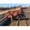 Image 2 : Spruceville Cattle Co. - 935# Heifers - 60 Head (Castor, AB)
